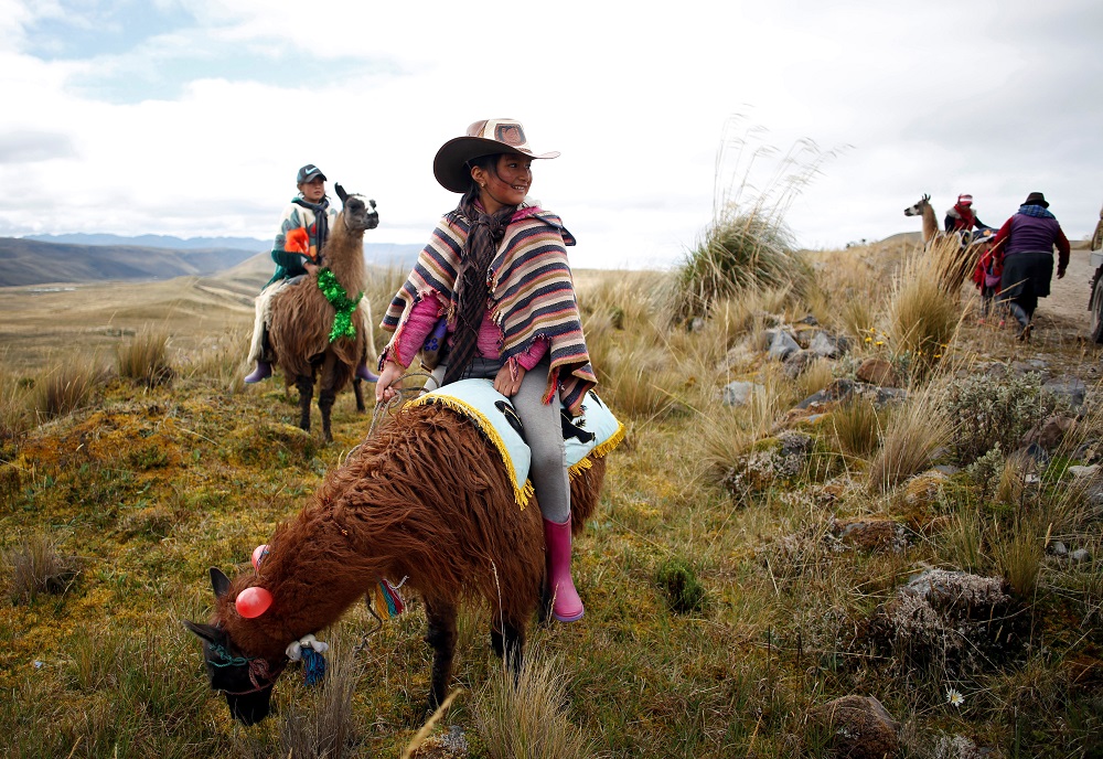 Kids ride their llamas before the ‘Llamingada’, a race where children ride llamas, at the National Park of Llanganates, near Salcedo, Ecuador February 8, 2020. — Reuters pic