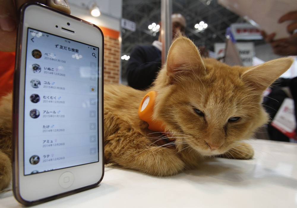 A cat wears a u00e2u20acu02dcTsunagaru Colu00e2u20acu2122 gadget next to a smart phone displaying the connected app, at the Anicall Corp booth during the Wearable Device Technology Expo in Tokyo January 14, 2015. u00e2u20acu201d Reuters pic
