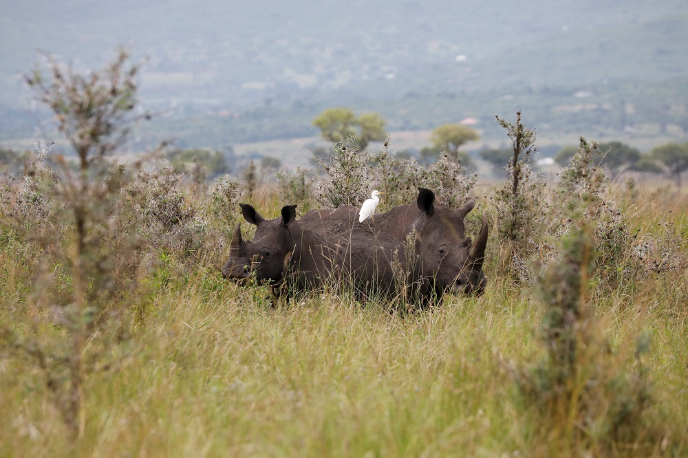 Southern white rhinos are seen at the Ruma National park, Nyanza province, western Kenya, January 31, 2020. u00e2u20acu201d Reuters pic