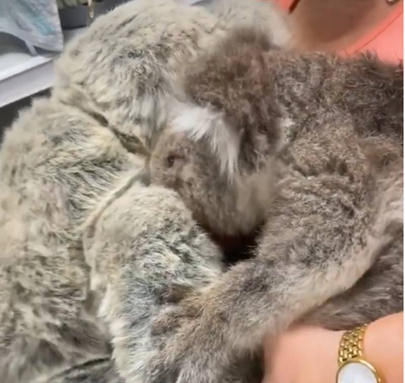 A touching moment after the koala rescued from the bushfire cuddles with a stuffed animal seeking comfort. u00e2u20acu2022 Screenshot via Instagram/Paul Ramos