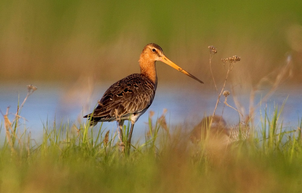 A black-tailed godwit is seen on the bank of Prypyt river, near the village of Veresnitsa, some 270km south of Minsk, May 6, 2013. u00e2u20acu201d Reuters pic