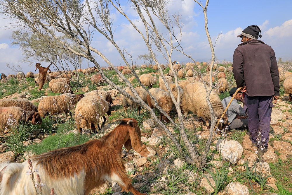 Palestinian shepherds Fawzy and Ayman Daraghmeh herd their flock of sheep at an area designated as Israeli military zone in Um Zuka town, north of the Jordan Valley February 19, 2020. u00e2u20acu2022 AFP pic