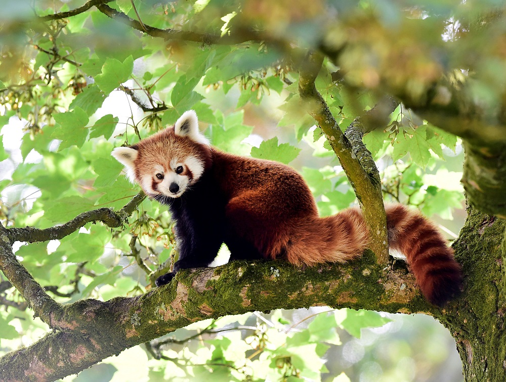 A one year old Red Panda sits in the trees having only recently arrived to a brand new enclosure at the Manor Wildlife Park, St Florence, near Tenby in Wales, July 18, 2018. u00e2u20acu2022 Reuters pic