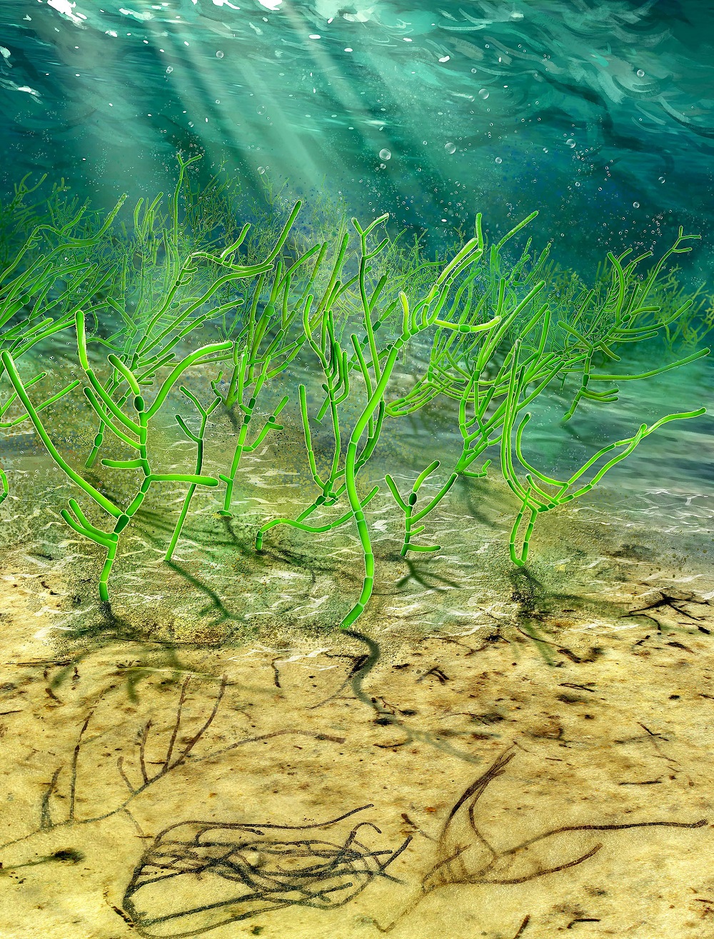 In the background of this digital recreation released February 24, 2020, ancient microscopic green seaweed is seen living in the ocean 1 billion years ago. u00e2u20acu2022 Dinghua Yang/Handout via Reuters 