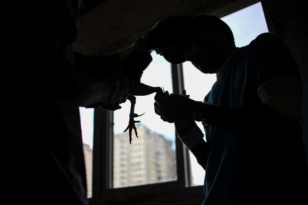 A fighting cock is armed with plastic spurs before fighting in a rooster tournament at a cockfighting club in Cota 905 neighbourhood, in Caracas January 26, 2020. u00e2u20acu201d AFP pic   