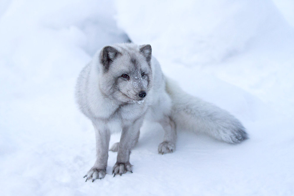 Elusive and shy, the Arctic fox’s white fur camouflages it against the snow.