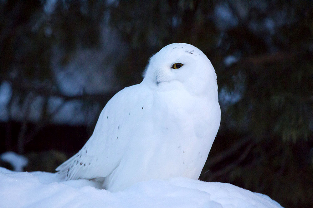 The Snowy Owl House houses the zoo’s snow owls.