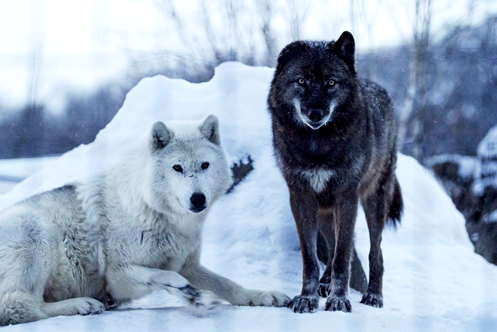 Winter is for the wolves.