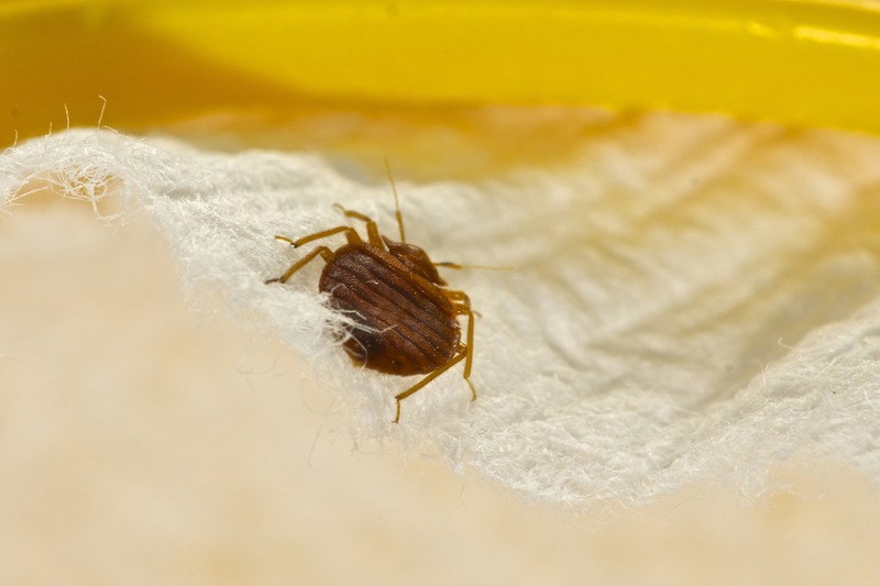 After disappearing from France in the 1950s, the infuriating insects have made a resurgence, according to the ministry of housing, which cited international travel and growing resistance to insecticide as the main causes. u00e2u20acu2022 IStock.com/AFP pic
