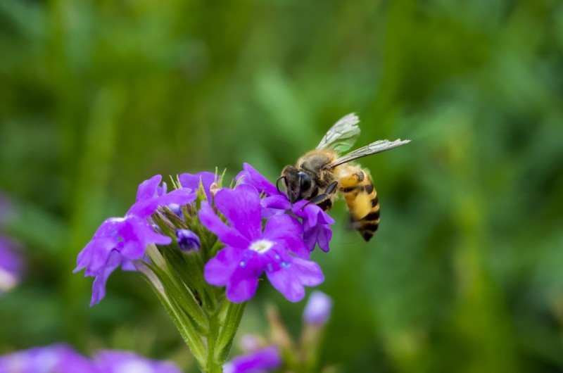 Compared to the period 1900-1974, bumble bee numbers across dozens of distinct species have dropped due to climate change. u00e2u20acu2022 Istock.com/AFP pic