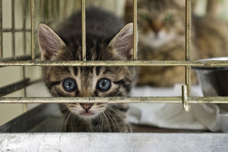 China is home to a growing population of pet owners. u00e2u20acu2022 Istock.com/AFP pic