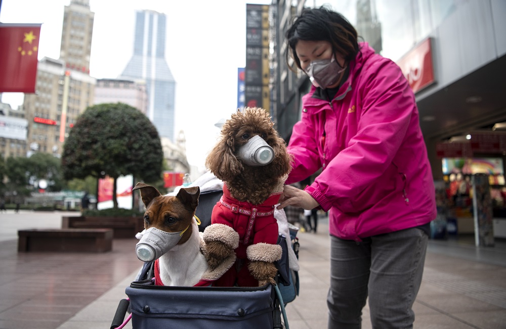 A woman pushes a stroller with two dogs wearing masks along a street in Shanghai February 19, 2020. u00e2u20acu201d AFP pic