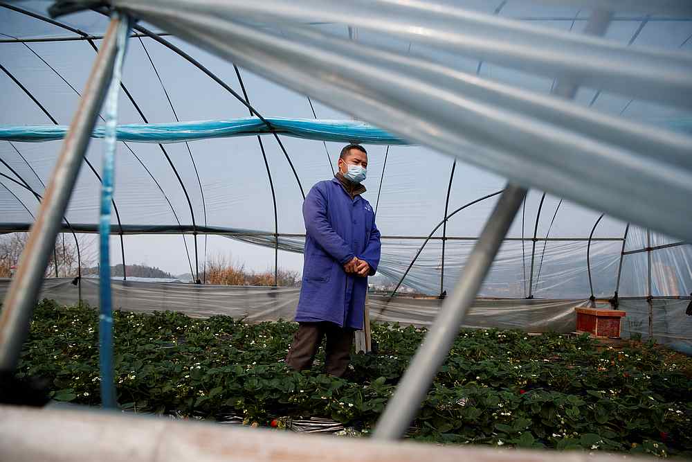 Strawberry farmer Li Zimin in a greenhouse at his farm where sales have been severely affected by the coronavirus outbreak in Jiujiang, Jiangxi province, China February 4, 2020. u00e2u20acu201d Reuters pic