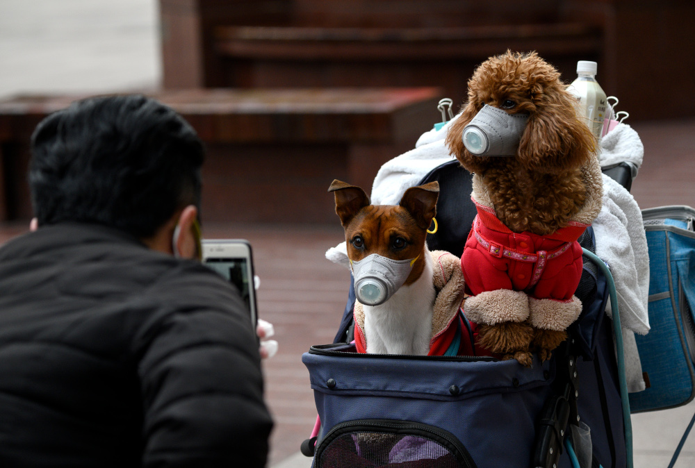 A man takes photos of dogs wearing masks in a stroller in Shanghai February 19, 2020. u00e2u20acu201d AFP pic