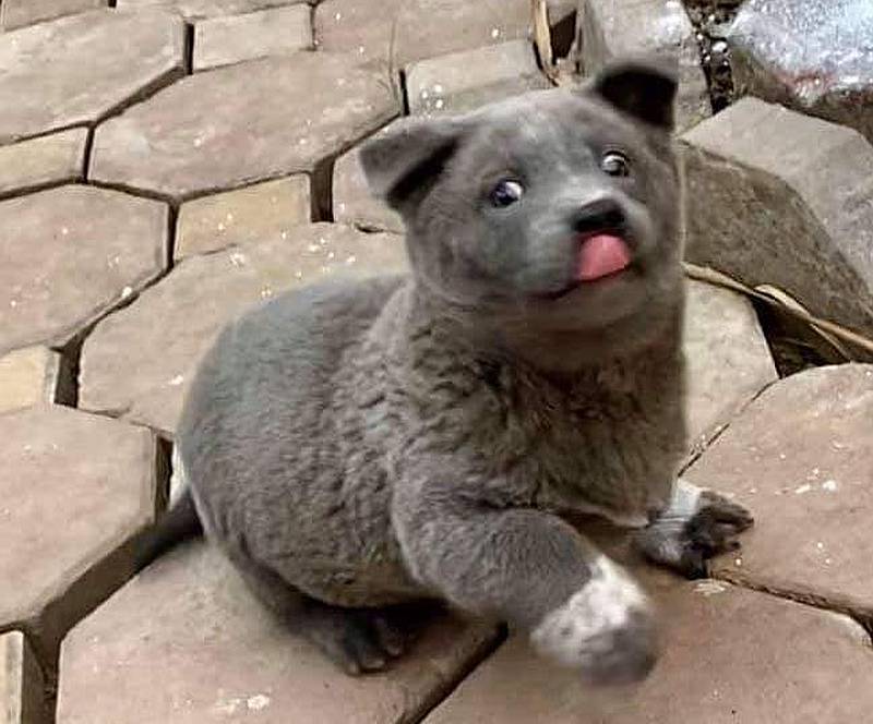 Dui, an overnight internet celebrity. u00e2u20acu201d Photo via Instagram/gaumeobacmy 