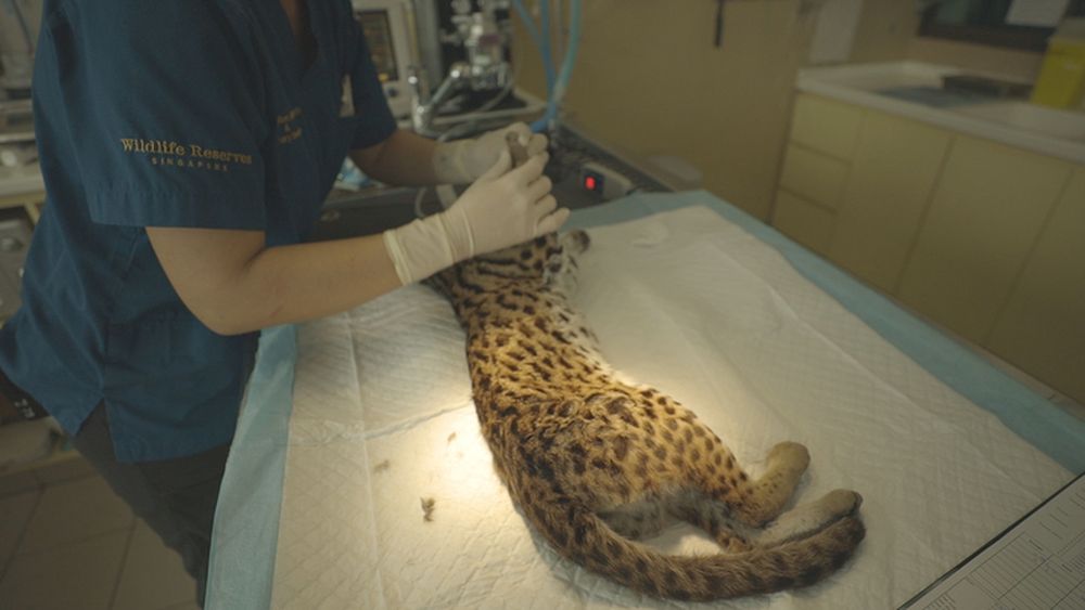 One of the Asian leopard cats being cared for by experts at a Wildlife Reserves Singapore facility at the Singapore Zoo. u00e2u20acu201d Picture courtesy of Wildlife Reserves Singapore via TODAY