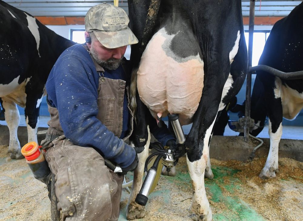 Tollgate farm employee Dave Schillawski milks cows at Tollgate farm on January 17, 2020 in Ancramdale, New York. u00e2u20acu201d AFP pic