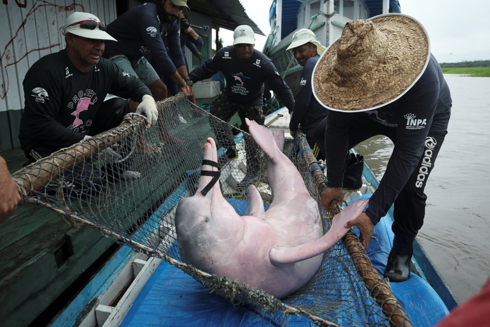 Assistants from Amazonian aquatic mammals project capture an Amazon River Dolphin also known as Pink Dolphin at the Mamiraua reserve in Uarini, Amazonas state January 20, 2020. u00e2u20acu201d Reuters pic