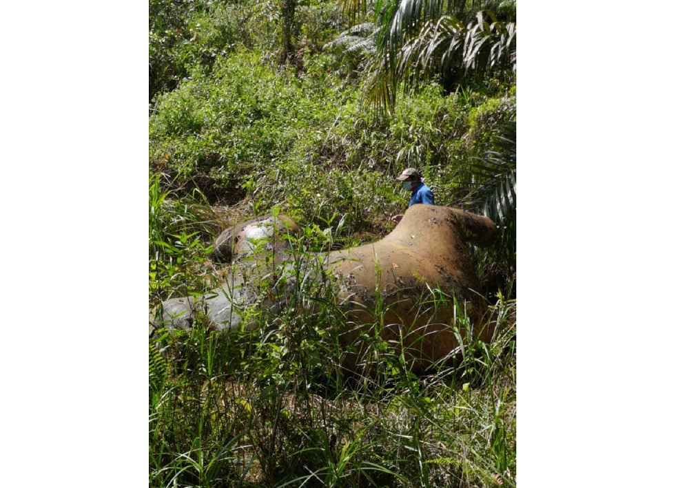 A team from the Sabah WIldlife Department conducts a post-mortem on one of the elephant carcasses. u00e2u20acu201d Picture courtesy of Sabah WIldlife Department