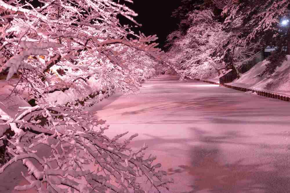 In winter, snow-topped cherry trees are lit up for a novel way of capturing the beauty of cherry blossoms. ― Picture courtesy of JNTO