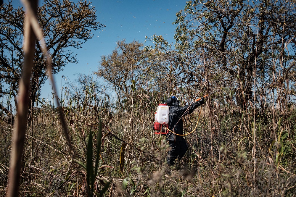 A soldier of the Uganda Peopleu00e2u20acu2122s Defence Forces (UPDF) spray plants where the locust swarms will land with insecticides, with the hopes of killing the locusts, in Otuke February 17, 2020. u00e2u20acu201d AFP pic