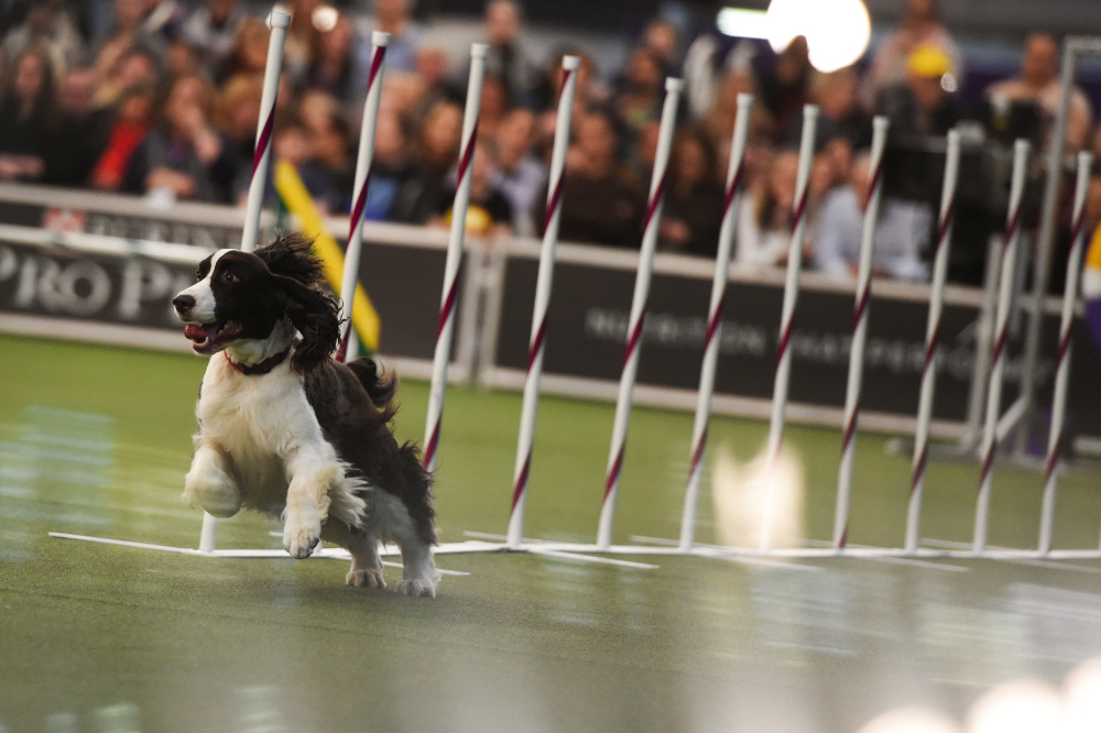 A dog competes in the Masters Agility Championship during the Westminster Kennel Club Dog Show in New York, US, February 8, 2020. u00e2u20acu201d Reuters pic