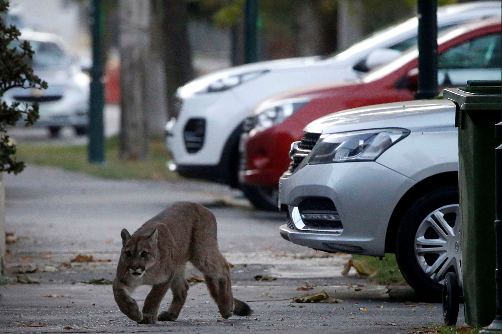 A puma walks along a street during the dawn at a neighbourhood before being captured and taken to a zoo, in Santiago March 24, 2020. u00e2u20acu201d Reuters pic