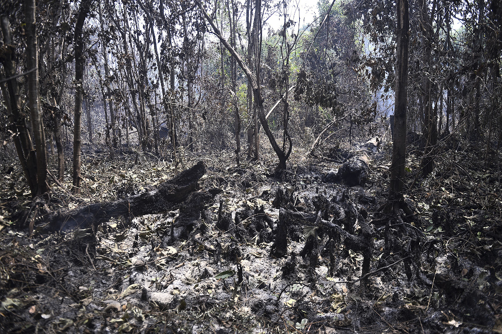 Burnt trees are seen after a peat land fire at Kuala Langat March 3, 2020. — Picture by Miera Zulyana