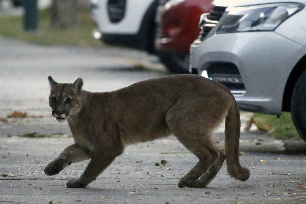 Picture released by Aton Chile showing an approximately one-year-old puma in the streets of Santiago on March 24, 2020. u00e2u20acu201d AFP pic