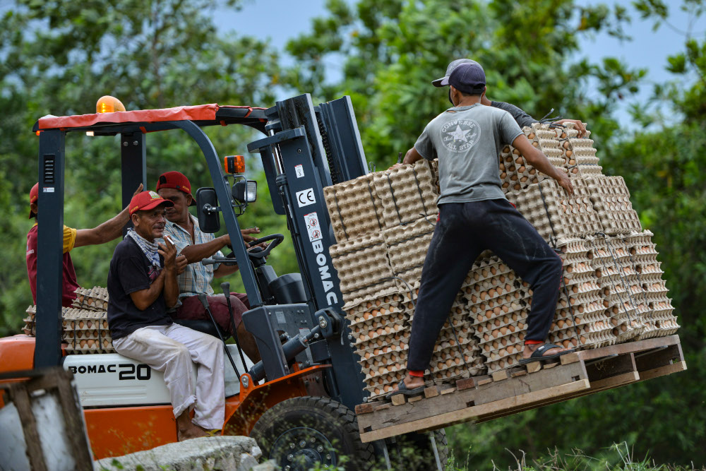 This photo taken March 16, 2020 show workers loading crates full of eggs at a poultry farm on the outskirts of Blang Bintang, Aceh province. u00e2u20acu201d AFP pic 