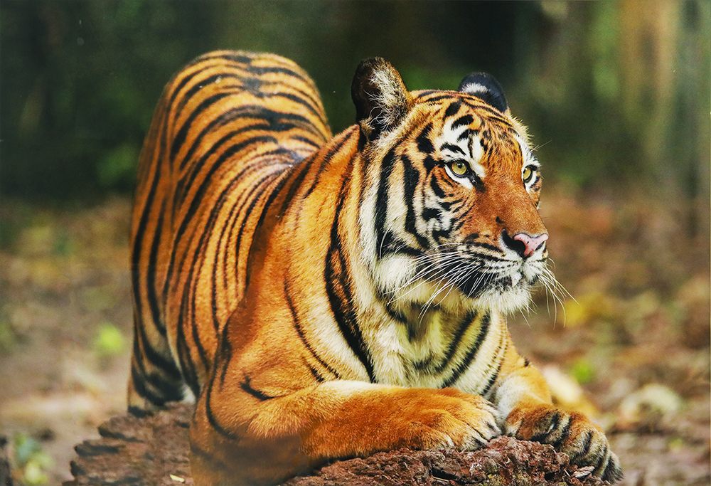 'Majesty' by Peter Ong. — Picture courtesy of Vincent Lim