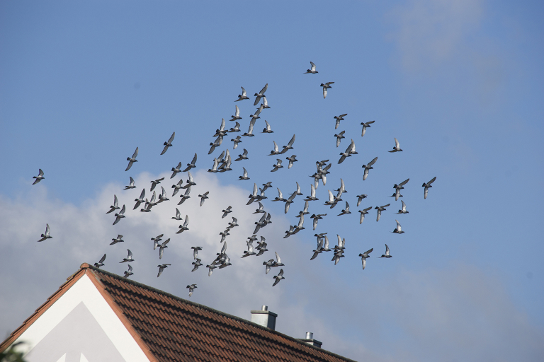 Stuck indoors, with their worlds reduced to a few square metres (yards), confined urbanites have suddenly become avid birdwatchers. u00e2u20acu2022 Istock.com/AFP pic