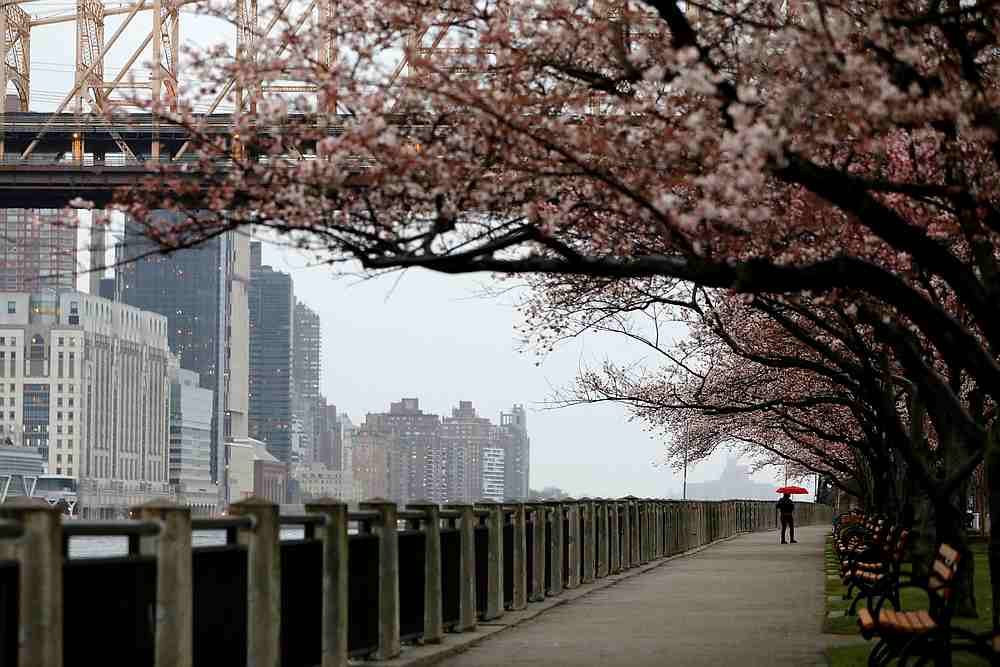 A person walks under the blossoms along the Roosevelt Island Historical Walk in New York March 28, 2020. u00e2u20acu201d Reuters pic