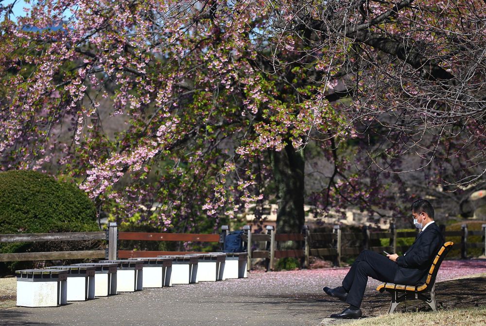A visitor wearing a protective face mask rests under early flowering Kanzakura cherry blossoms at Shinjuku Gyoen National Garden in Tokyo March 11, 2020. u00e2u20acu201d Reuters picnn