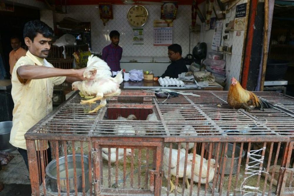 Messages warning people to stop eating chicken because of the contagion have been widely shared on social media in India. u00e2u20acu201d AFP file pic