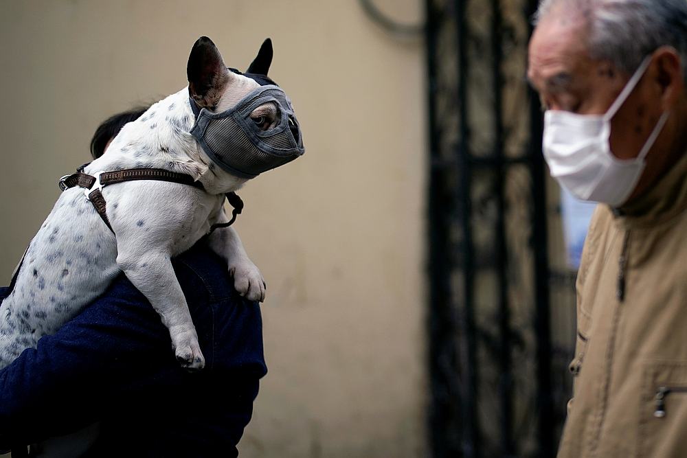 A dog wearing a mask is seen on a street in Shanghai, China March 22, 2020. u00e2u20acu201d Reuters pic