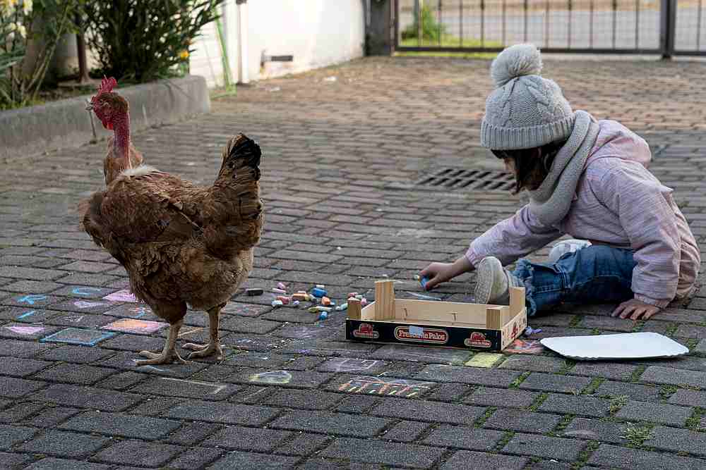 Bianca Toniolo, 2, plays with the family's new chicken during lockdown at home in San Fiorano, Lombardy in this picture taken by her father Marzio Toniolo March 22, 2020. u00e2u20acu201d Reuters pic 