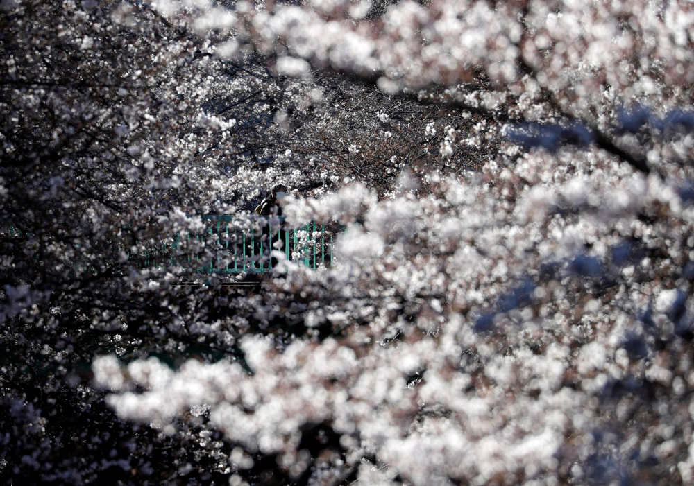 A man wearing protective face mask following an outbreak of the coronavirus disease (Covid-19) looks at blooming cherry blossoms in Tokyo March 24, 2020. u00e2u20acu201d Reuters pic