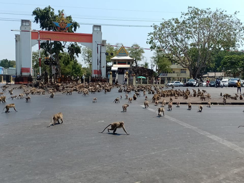 Hundreds of monkeys swarming the streets of Lopburi in central Thailand. u00e2u20acu201d Picture from Facebook/Sassaluk Rattanachai