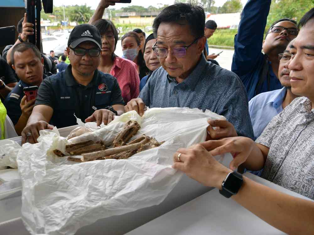 Datuk Abdul Karim Rahman Hamzah (dua, kanan) melihat artifak bersejarah tulang manusia prasejarah Gua Niah lebih 40,000 tahun lalu yang tiba di bangunan MAS Cargo Kuching pagi ini. u00e2u20acu201d Foto Bernama