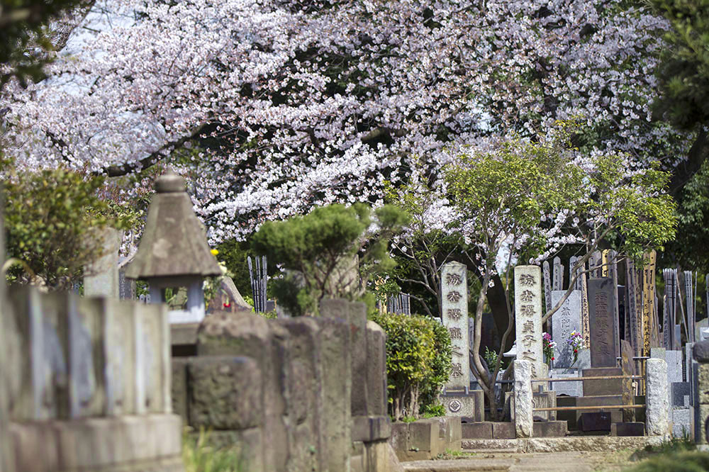 Clouds of 'sakura' burst over the gravestones at Yanaka Cemetery.