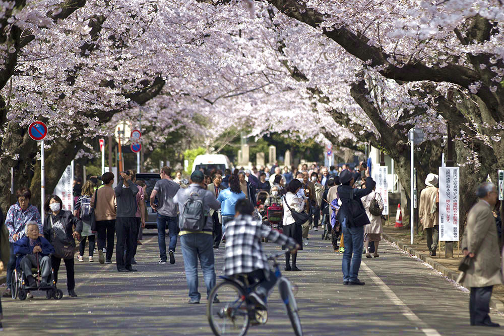 'Hanami' or cherry blossom viewing is a serene communal experience here.