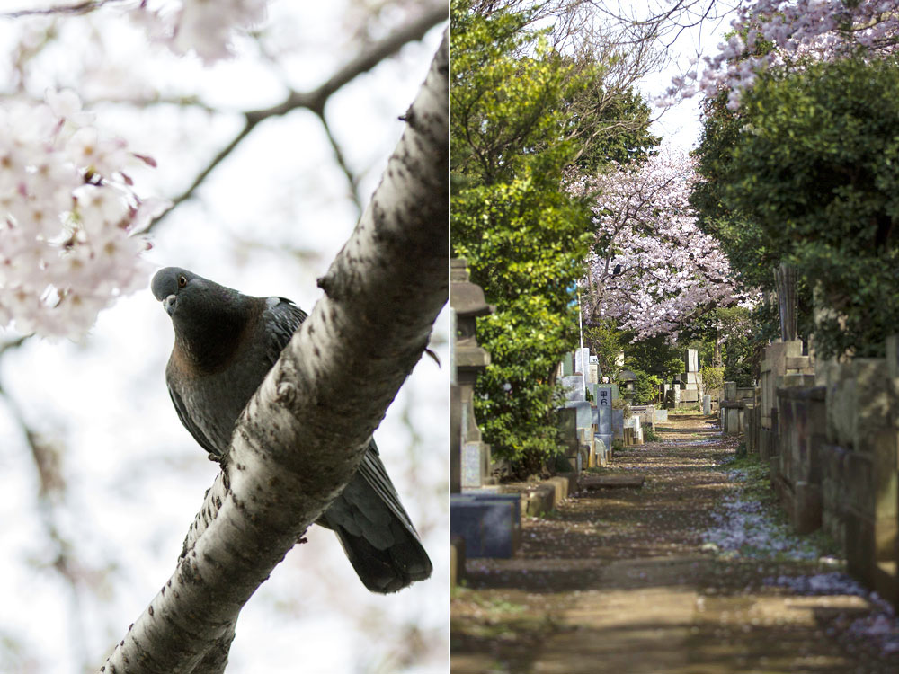 Birds, blooms and a sense of peace.