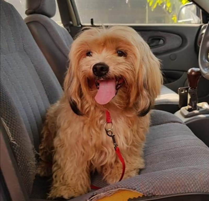 Siggy was saved from a road at Ipoh and is now waiting to be sent to her new home after the movement control order ends. u00e2u20acu201d Photo via Facebook/ Lionel Keith Vytialingam