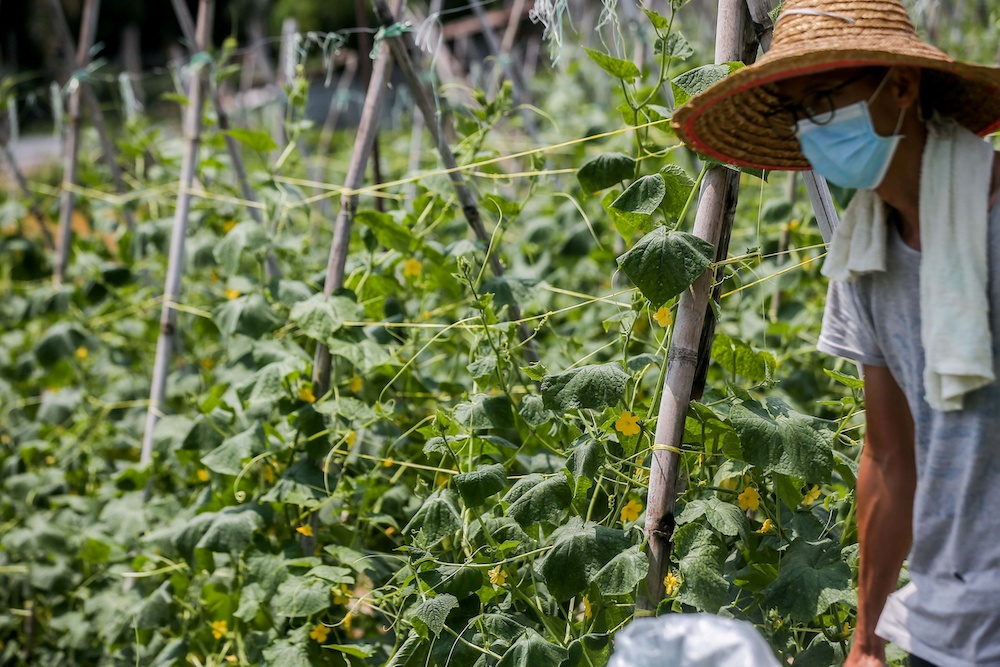 A farmer in Kampung Bercham, Ipoh continues to cultivate vegetables to meet the demand of the public as the movement control order is extended for another two weeks until April 28, Ipoh. u00e2u20acu201d Picture by Farhan Najib