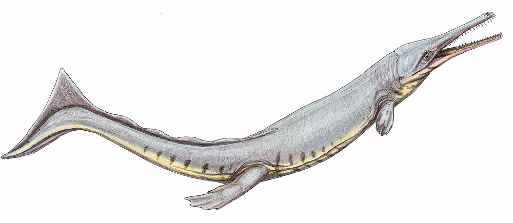 A life reconstruction of the Jurassic Period marine crocodile relative Cricosaurus is seen in this image released in Edinburgh, Scotland, Britain April 20, 2020. — Handout by Dmitry Bogdanov via Reuters