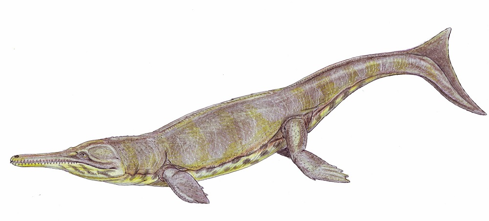 A life reconstruction of the Jurassic Period marine crocodile relative Metriorhynchus is seen in this image released in Edinburgh, Scotland April 20, 2020. u00e2u20acu201d Handout by Dmitry Bogdanov via Reuters