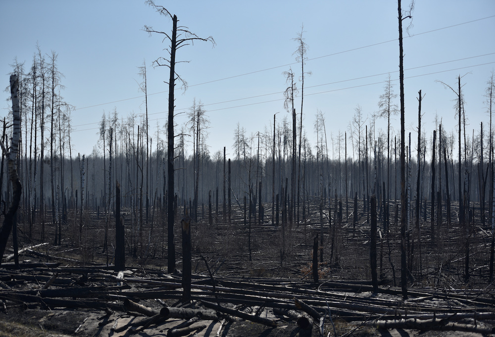 Burned trees are seen after a forest fire outside the settlement of Poliske located in the 30 km exclusion zone around the Chernobyl nuclear power plant, Ukraine April 12, 2020. u00e2u20acu201d Reuters pic