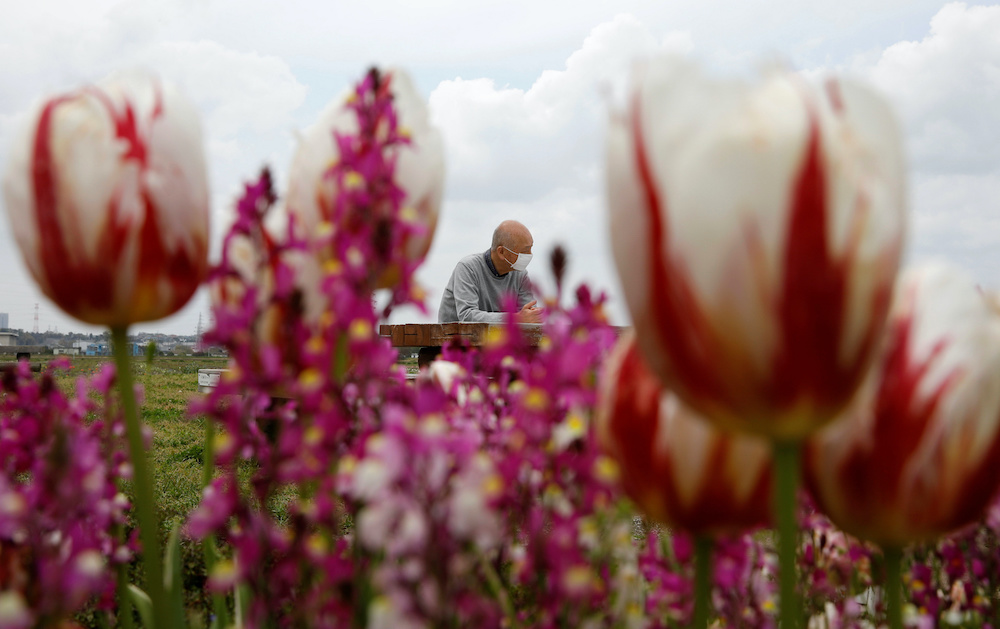 A man wearing a mask sits at a bench near uncut tulips after over 100,000 tulips were cut off to avoid people visiting the Sakura Furusato Square, following the coronavirus disease (Covid-19) outbreak, in Sakura, Chiba prefecture in Japan April 22, 2020. 