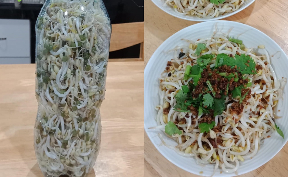 After five days of watering the green beans, Chew was rewarded with a bountiful harvest. — Pictures from Facebook/meeho.chew.18